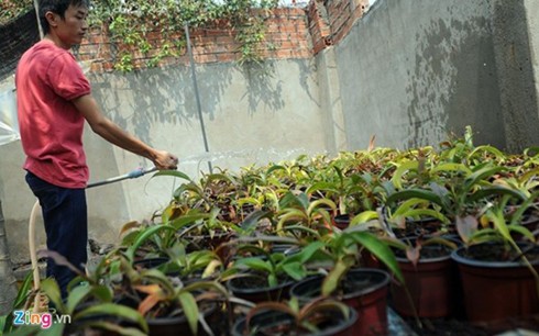 Les plantes carnivores, un loisir qui séduit de plus en plus de saigonais - ảnh 2